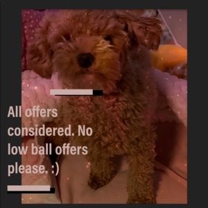 Always Be Kind🥰❤️🥰🌸🐶